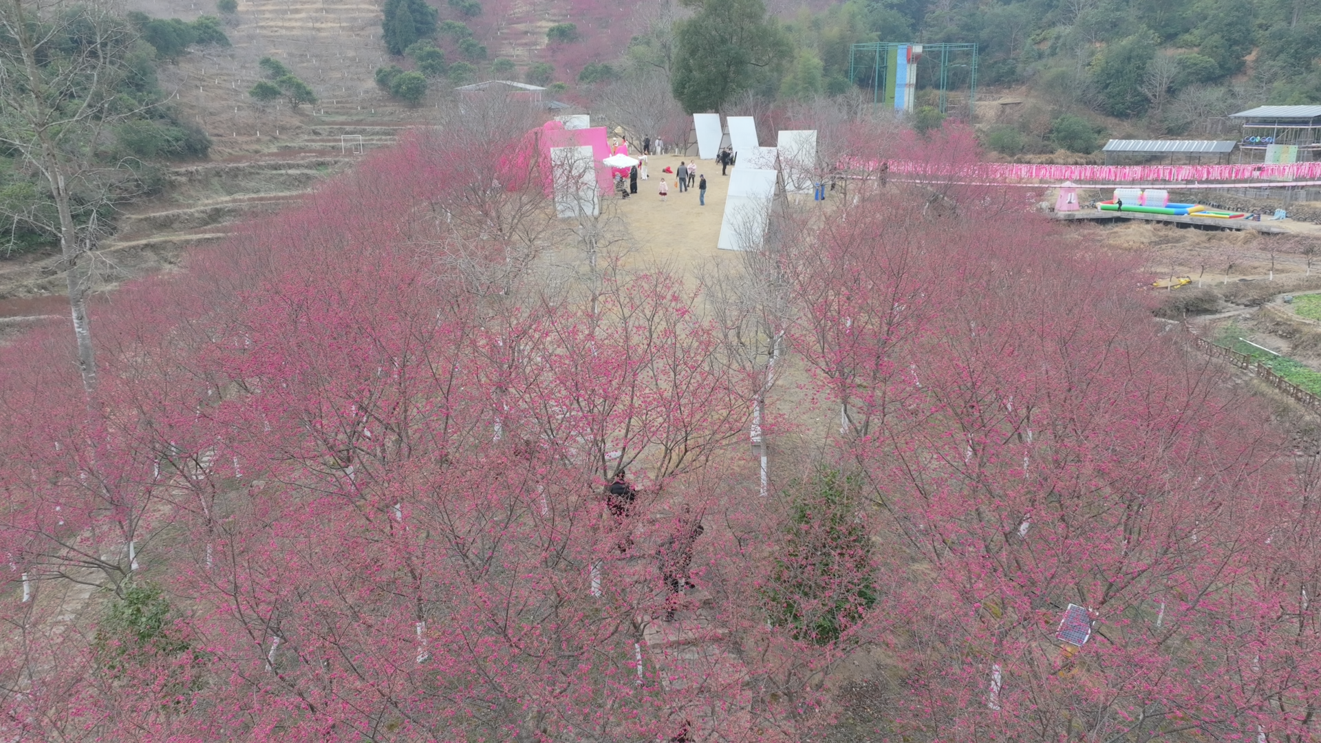 温州樱花园开园迎客，人气爆棚！