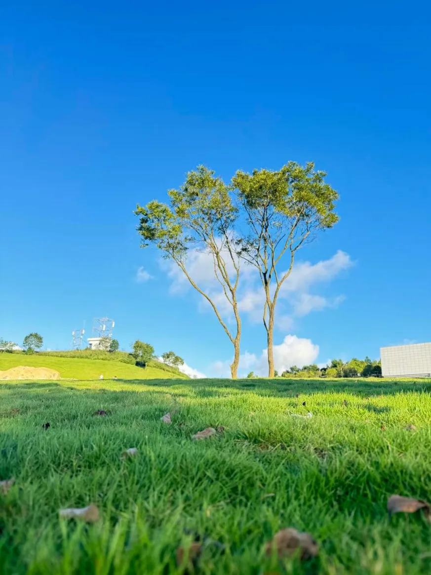 当春节假期遇上好天气 来苍南宝藏草坪享受惬意时光
