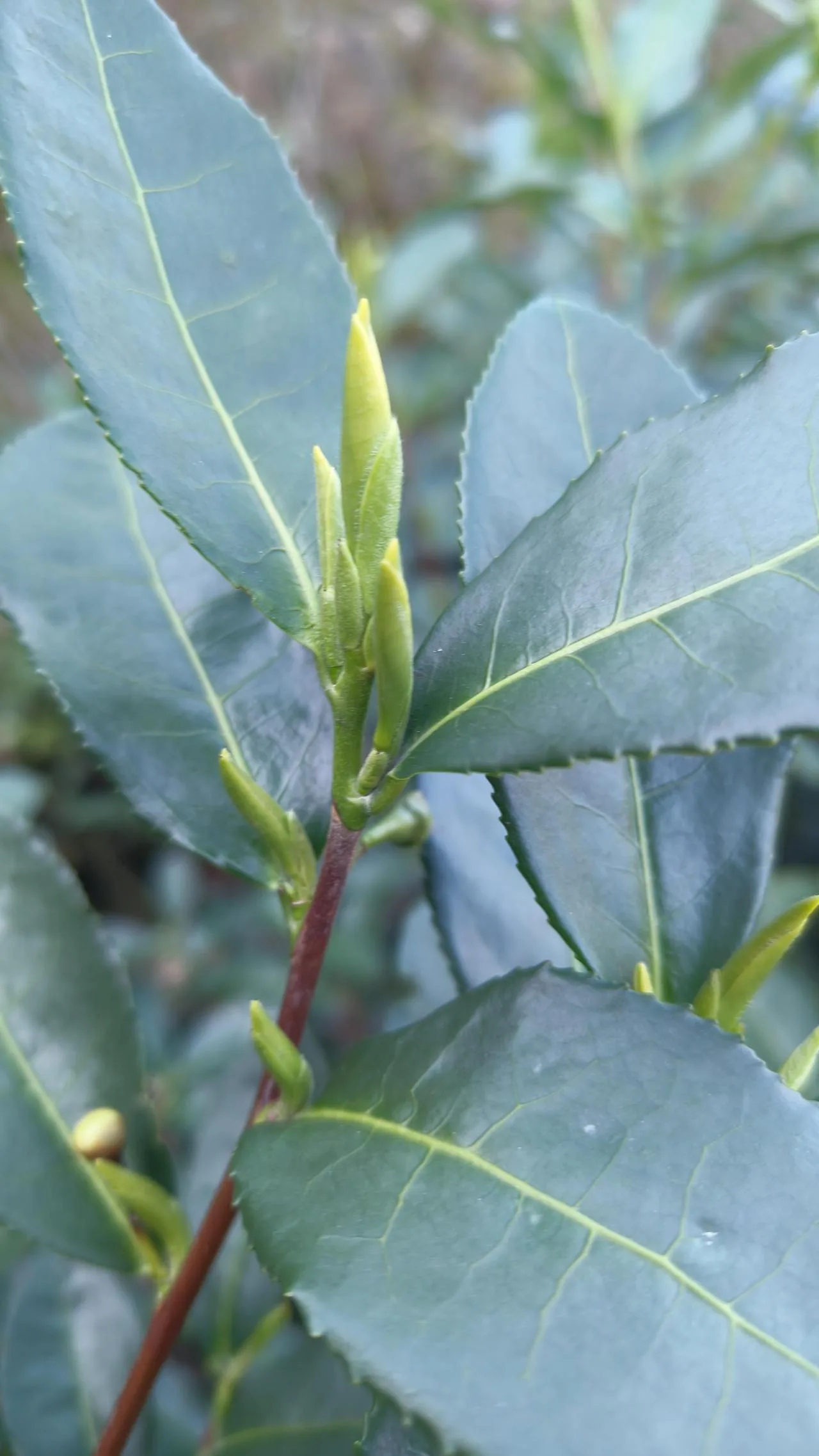 永嘉乌牛早将迎大面积开采！早茶售价每斤2800元