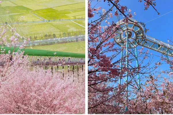 假期最后一天，快来打卡这里的“花花世界”！