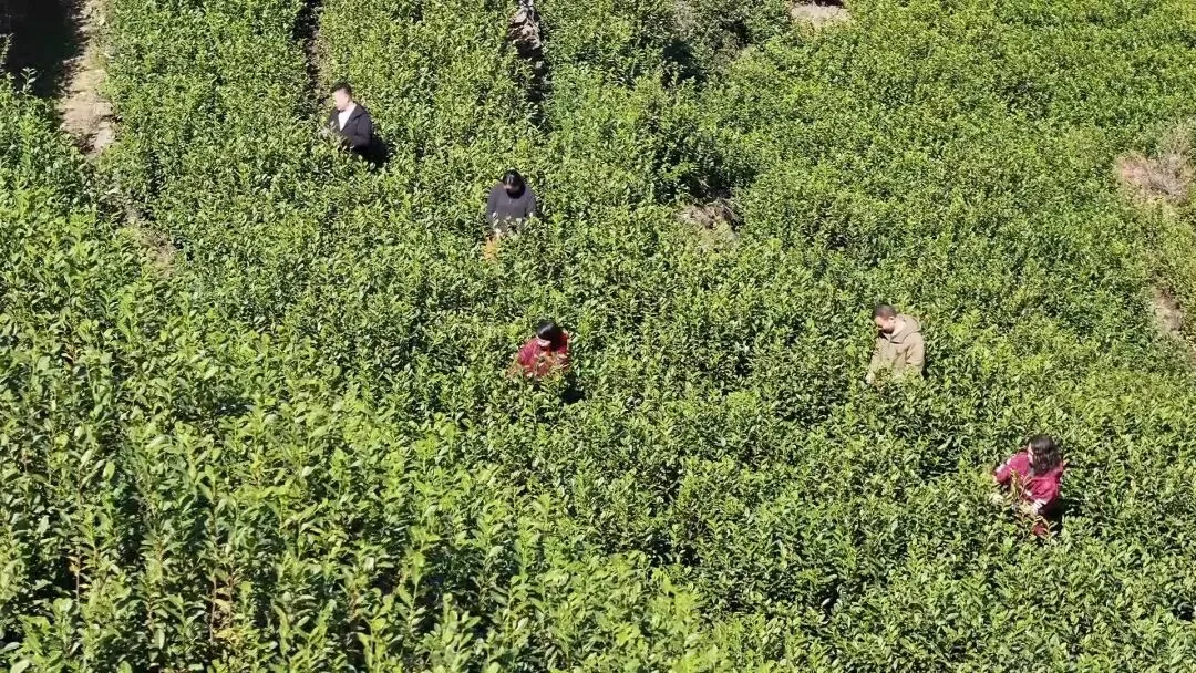 新春走基层｜春早茶先香！“浙江第一早”乌牛早茶开摘