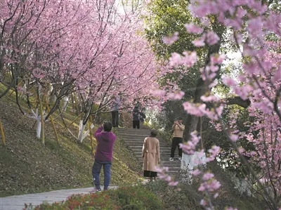 樱花迎春绽放 邀你浪漫赴约