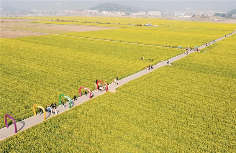 当春天来敲门，温州“顶流”油菜花海上线