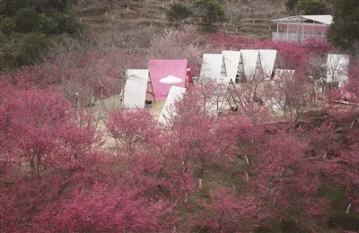 花海春意浓 赏樱正当时