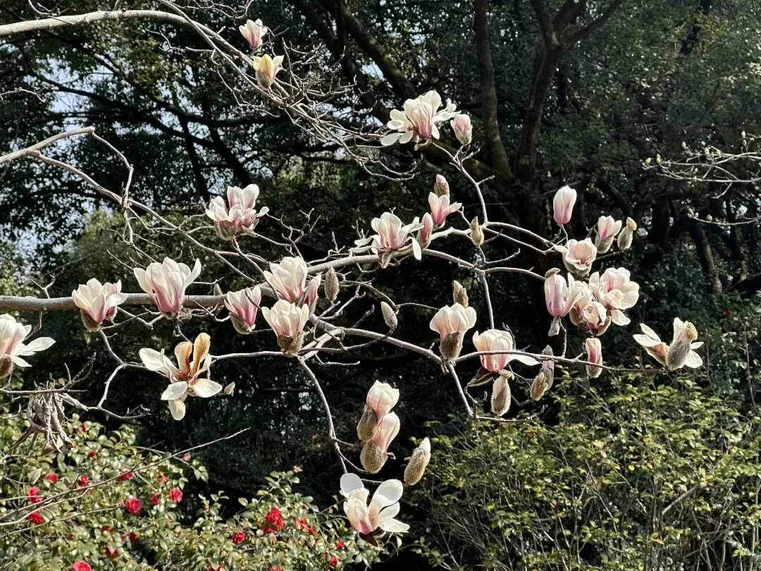 第一波春花开了，温州人冲呀！