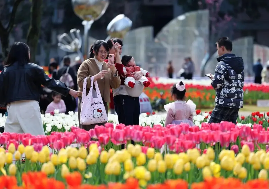 温州郁金香登上中国国家地理、人民日报视频号！