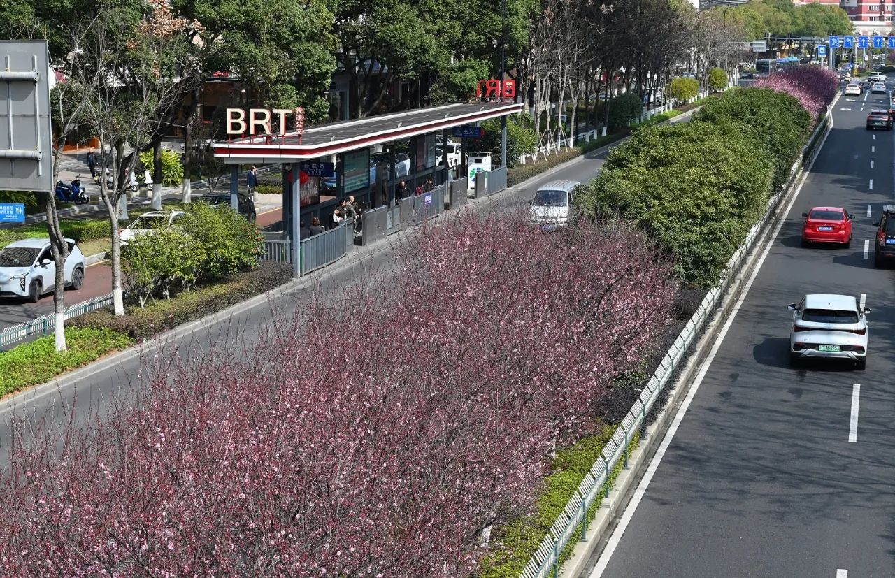 走花路才是春天的正经事 温州这些宝藏道路正被繁花“包围”