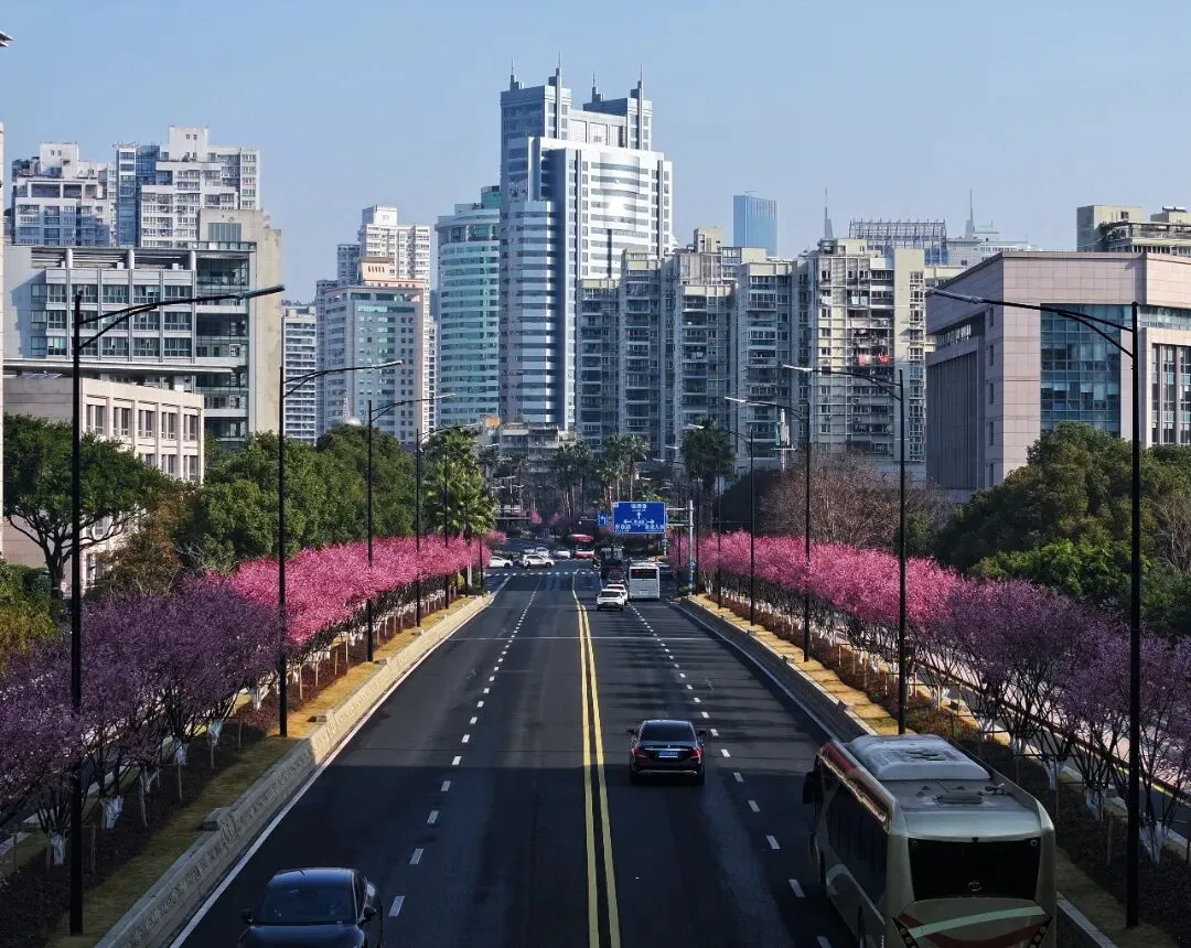 温州春日繁花上线啦 步步皆能与春色撞满怀
