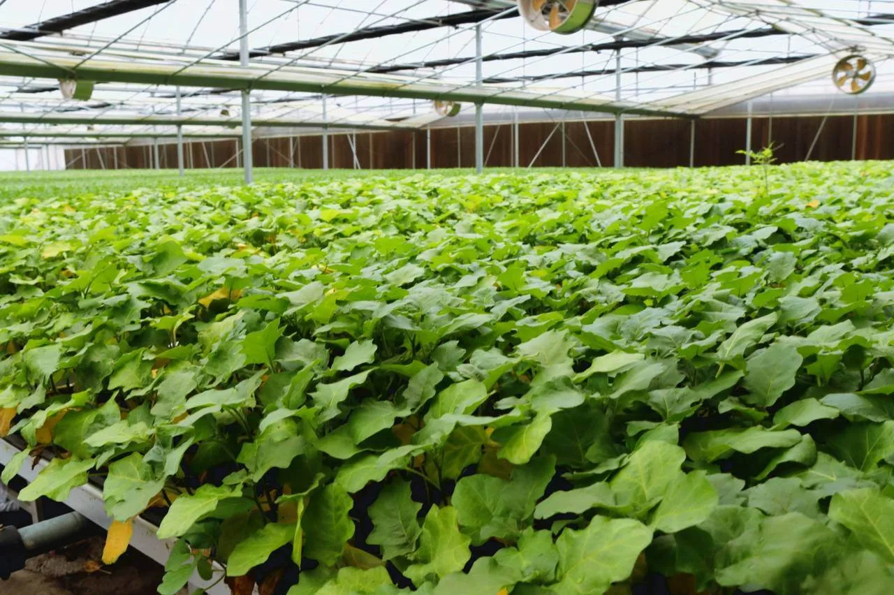 鹿城“种苗数字工厂”加足马力备春耕