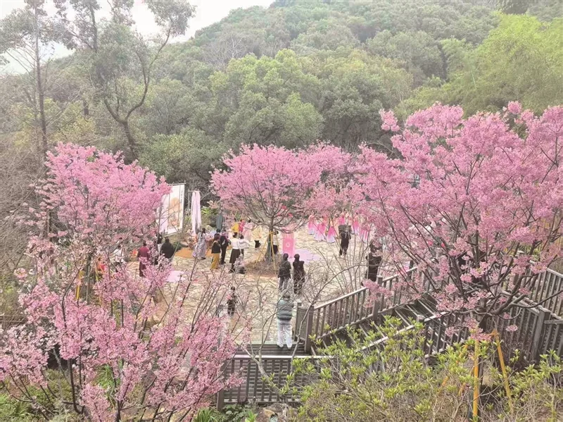 从“上山挖坑”到“阳台种树” 温州人把“绿”搬回家