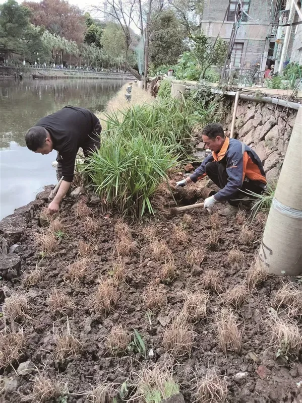 鹿城区中山公园中山河水体治理与景观提升工程预计下月完工