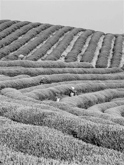 “早”字一招鲜？温州早茶如何走得更远