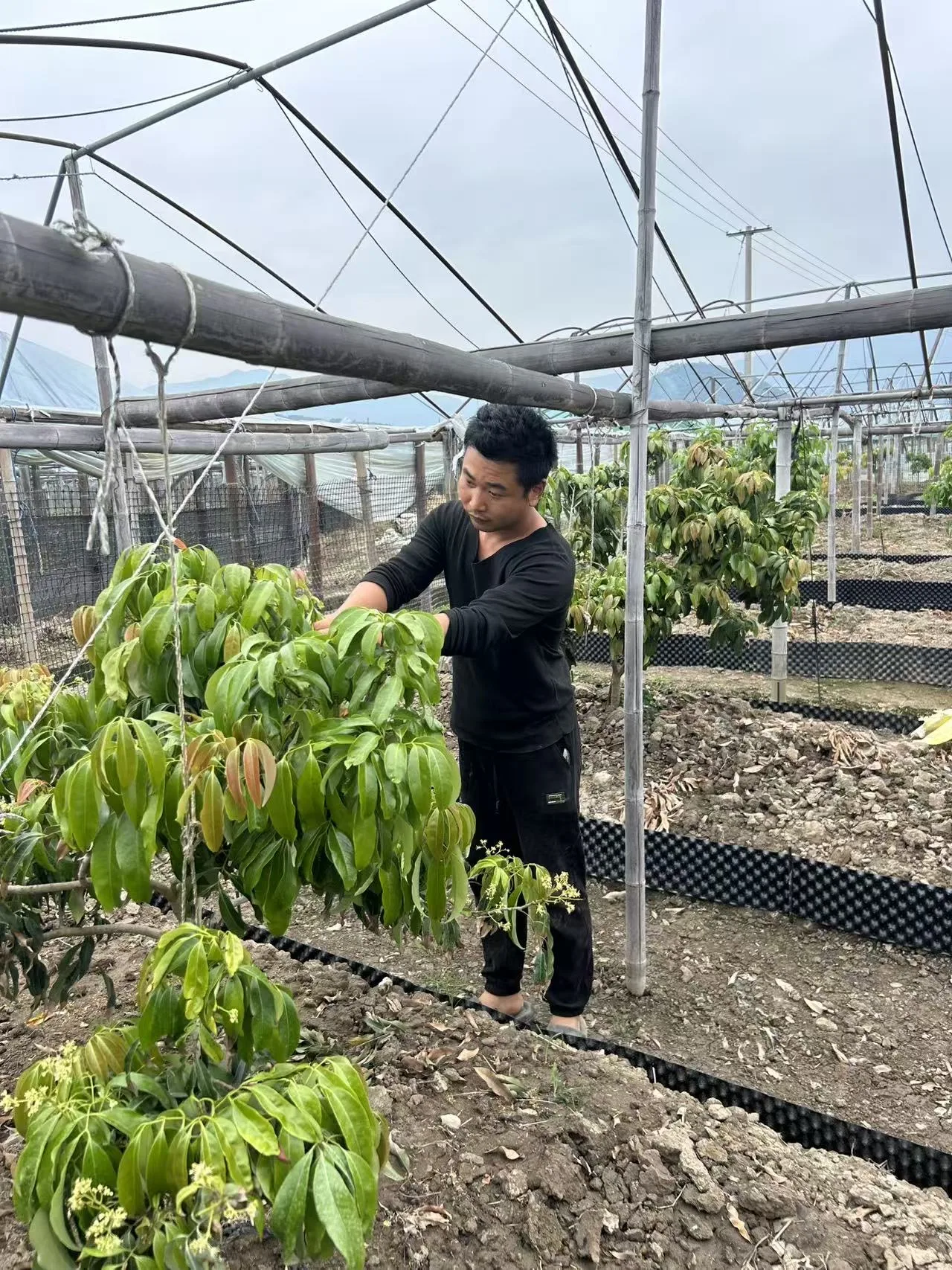 温州掀起荔枝种植热潮 90后美发师卖出5万株荔枝苗
