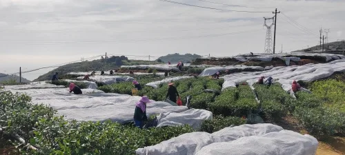 “浙江第一早”竞逐行业新赛道 温州首条高端抹茶生产线在苍南投产