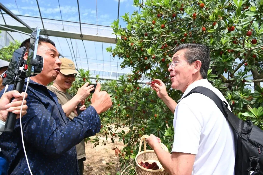甜！文成杨梅圈粉外国友人