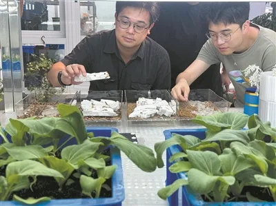 虫子吃塑料拉出“植物黄金” 温州科研成果登上国际期刊