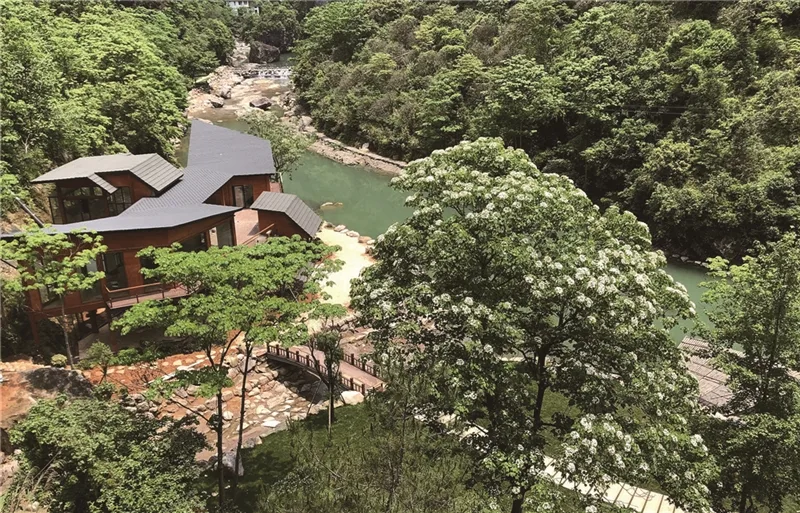 温州初夏飘“雪”：桐花进入最佳观赏期
