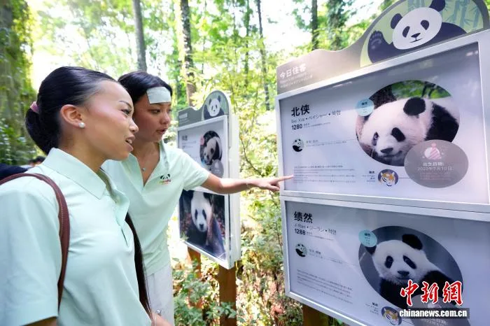 海外华裔青少年走进熊猫谷赴“国宝之约”