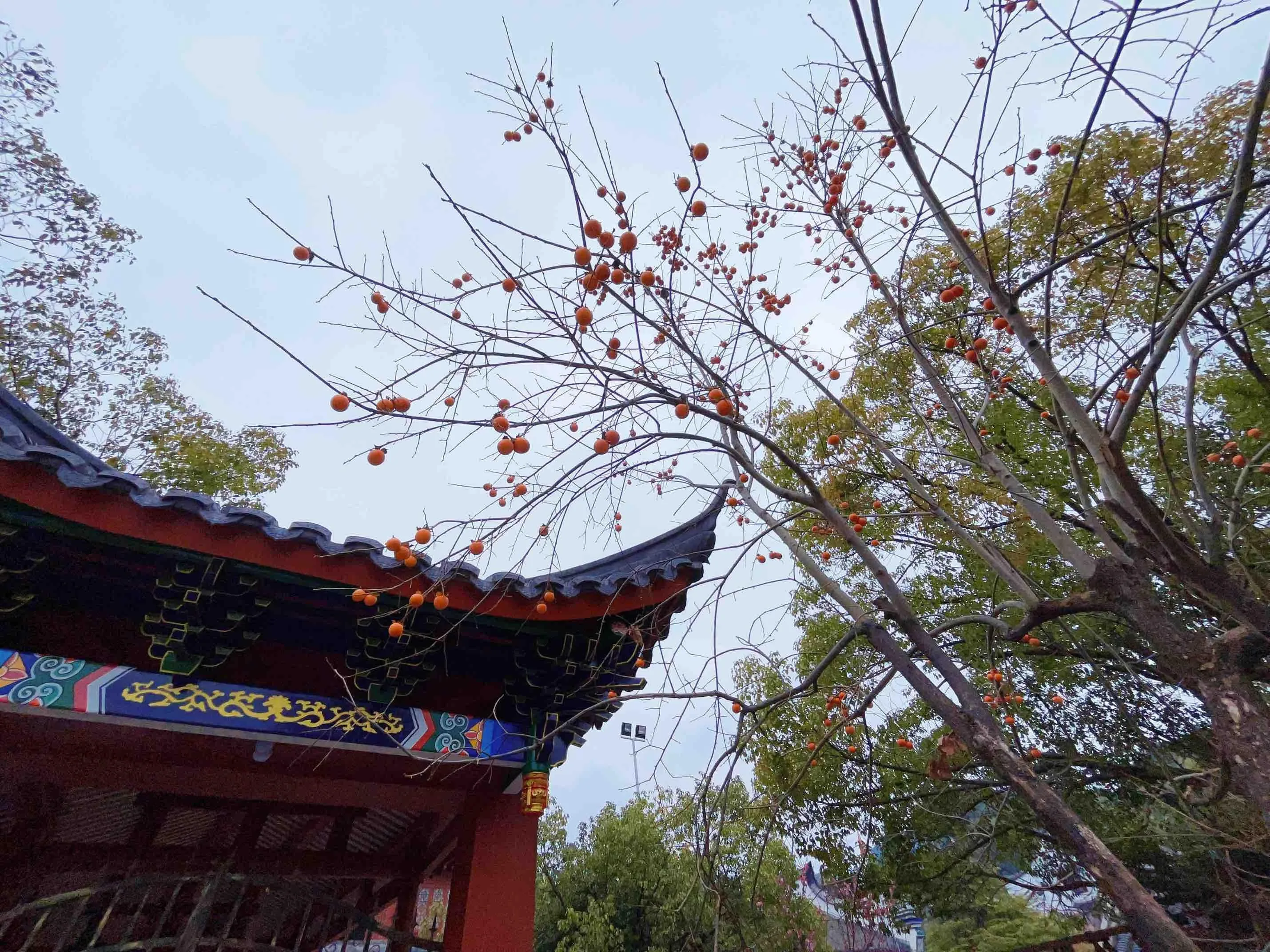 千年禅寺寻梅踪：游客尽享冬日浪漫