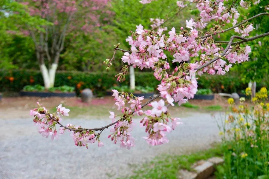 56个樱花新品种！闽台以樱为媒、科技搭桥结硕果——植树节探访福建樱花产业农场