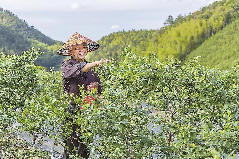蓝莓丰收 社会