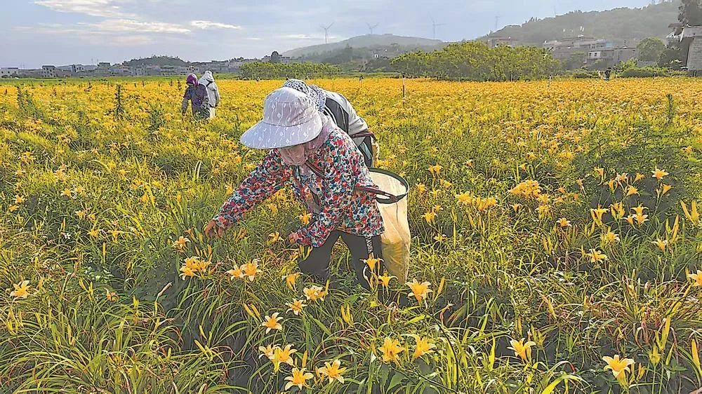 平潭苏平片区凤美村台湾金针花基地迎来丰收 经济
