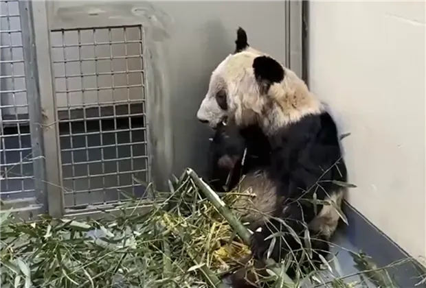 “丫丫”，变了大样！