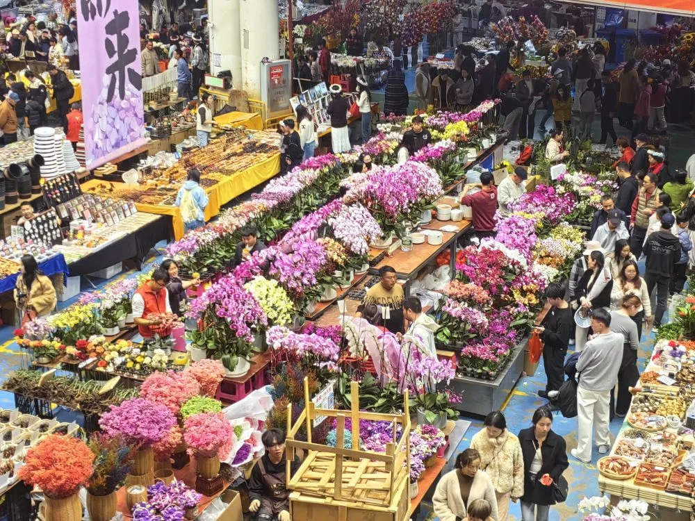 “云花”寄春来 “颜值”变“产值”