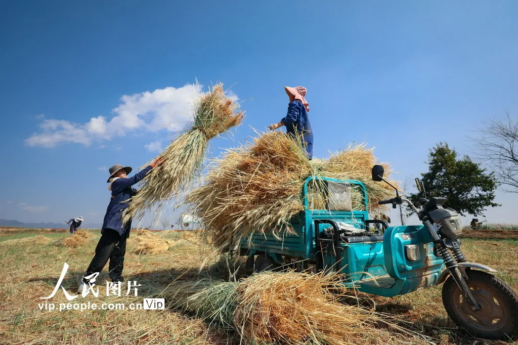 云南陆良：青稞飘香迎丰收