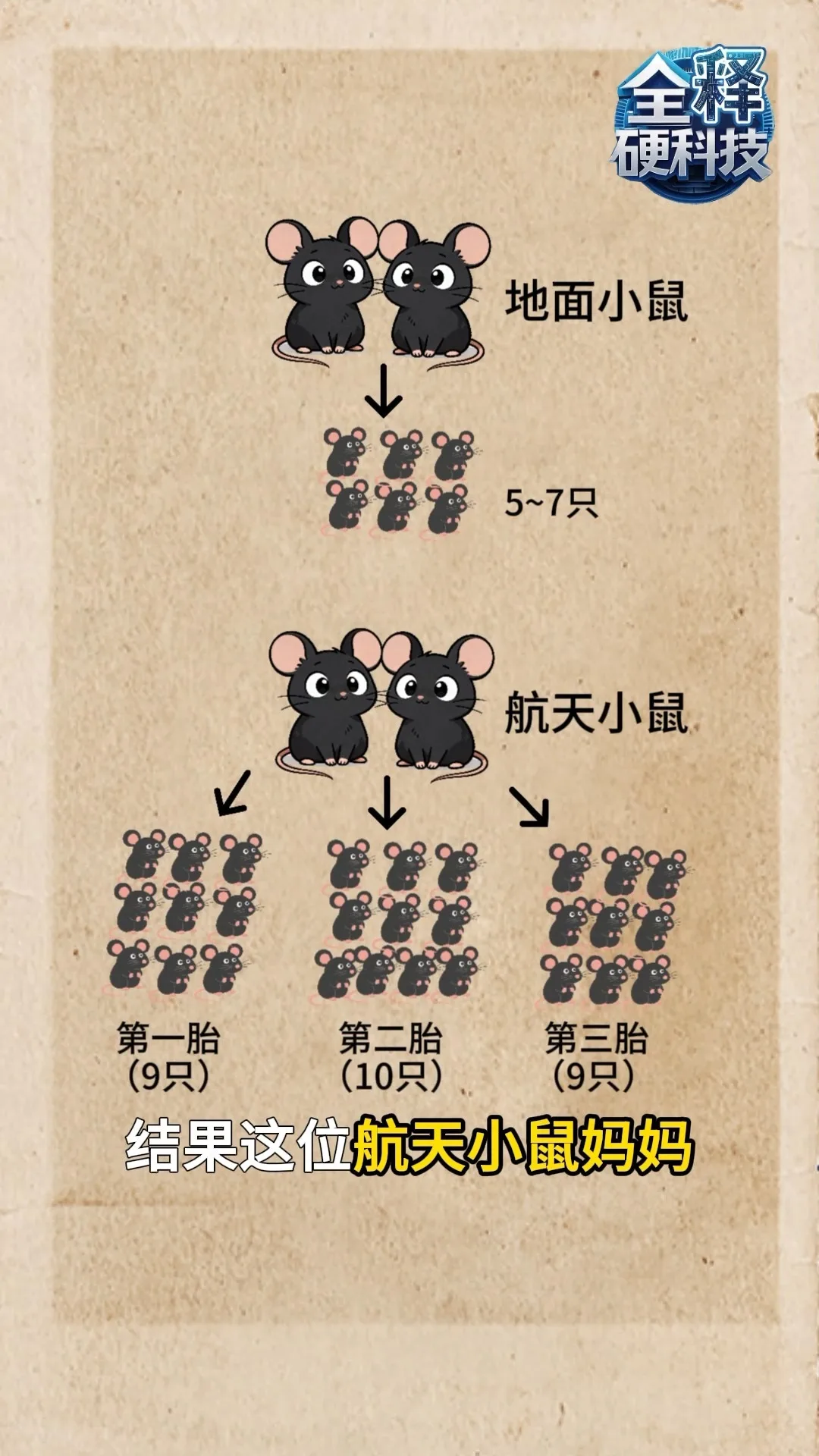 视频丨成功孕育第三胎鼠宝宝 太空小鼠研究最新进展来了