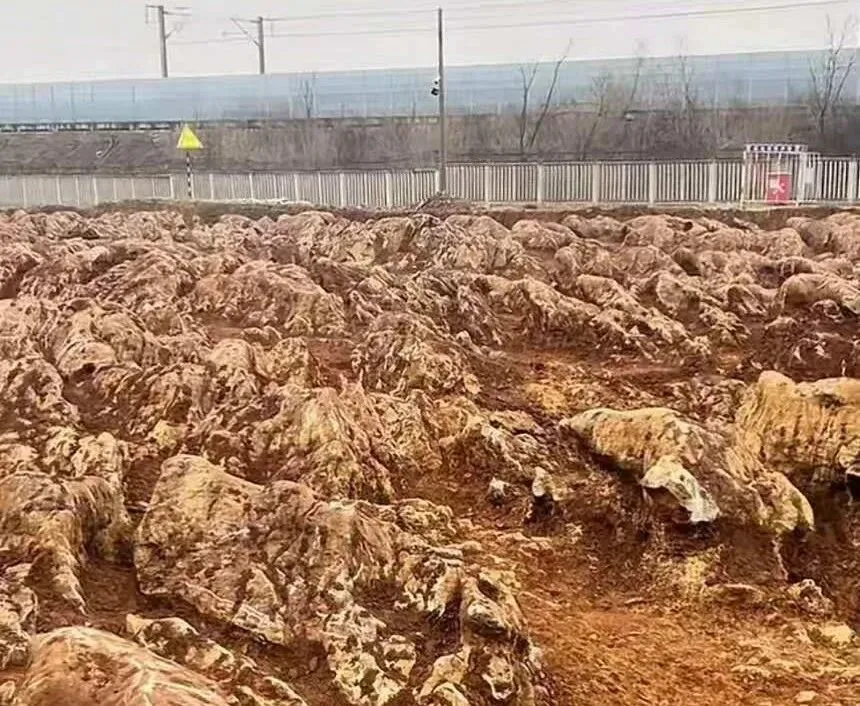 山东一地现石林奇观场面震撼，下面有溶洞或黄金？有关部门：或为普通灰岩