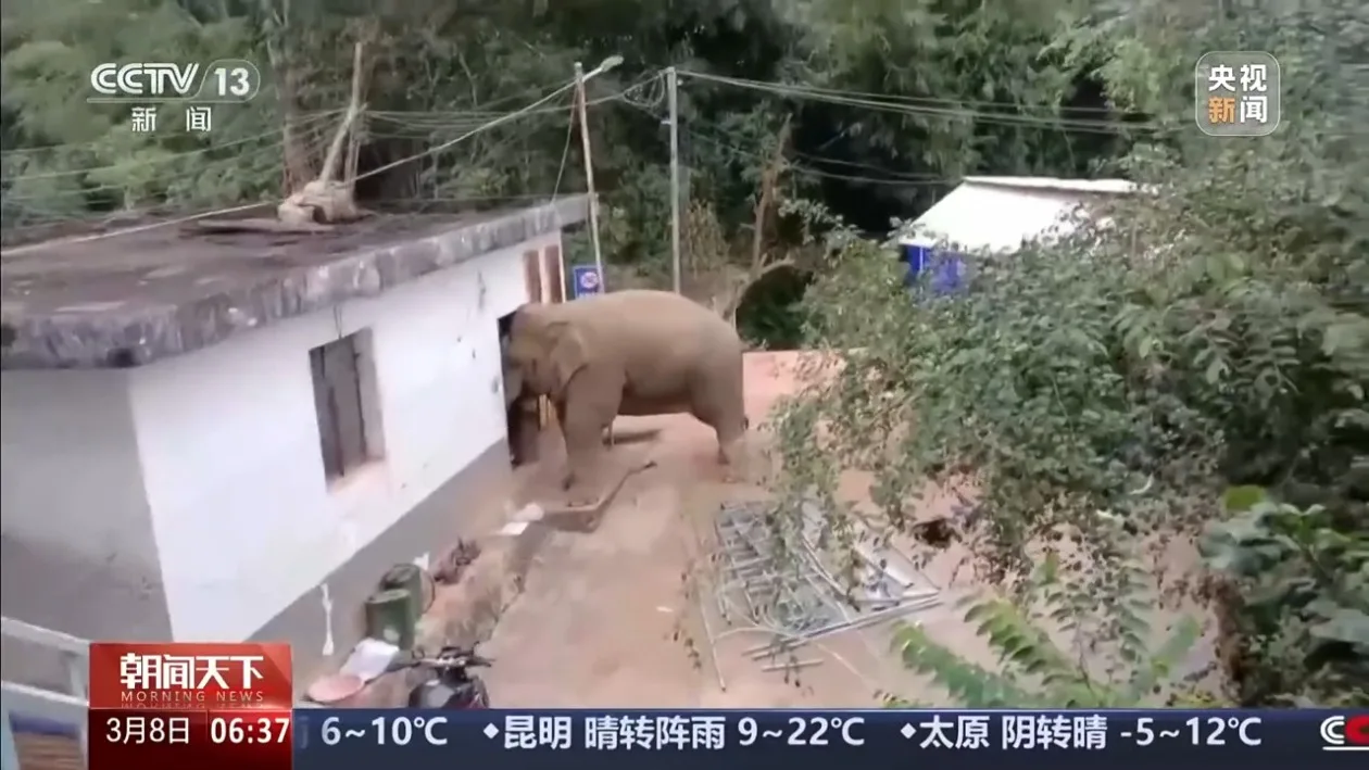 保护野生动物不仅靠“情怀”更靠“机制” 多地交上答卷