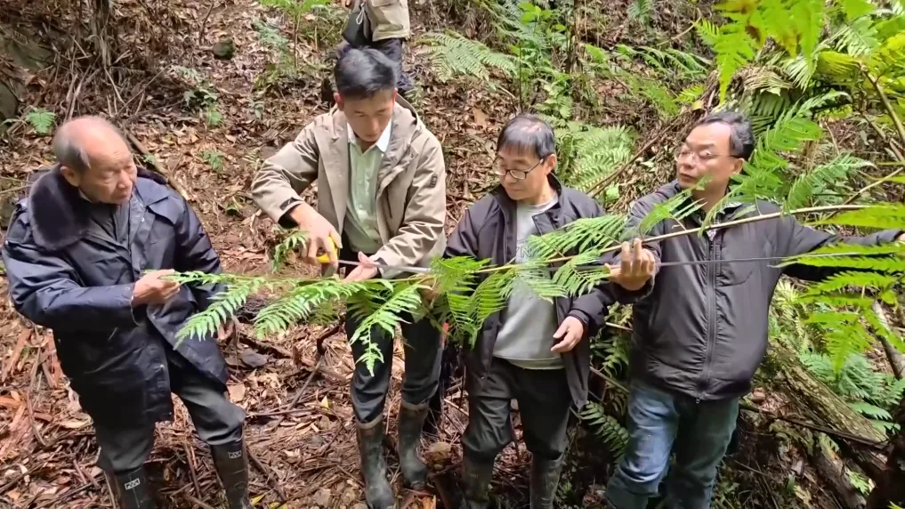 广西融安发现密集桫椤天然种群 曾是“恐龙口粮”