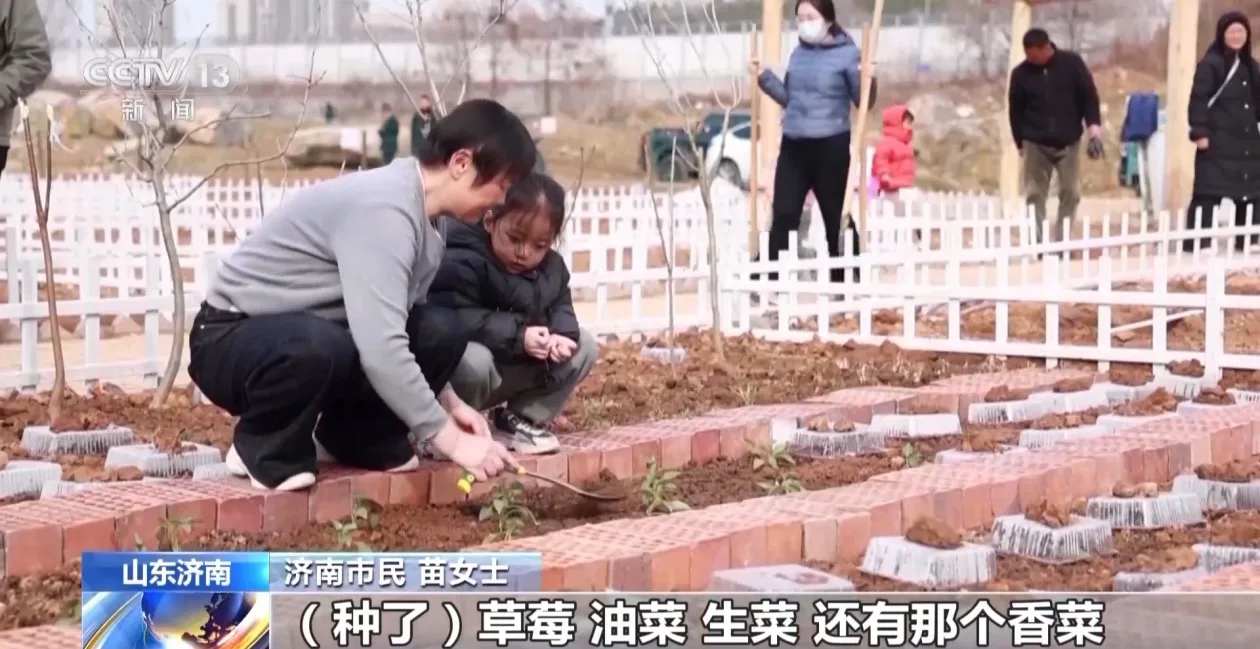 济南“共享菜地”走红 三种模式让市民体验农耕乐