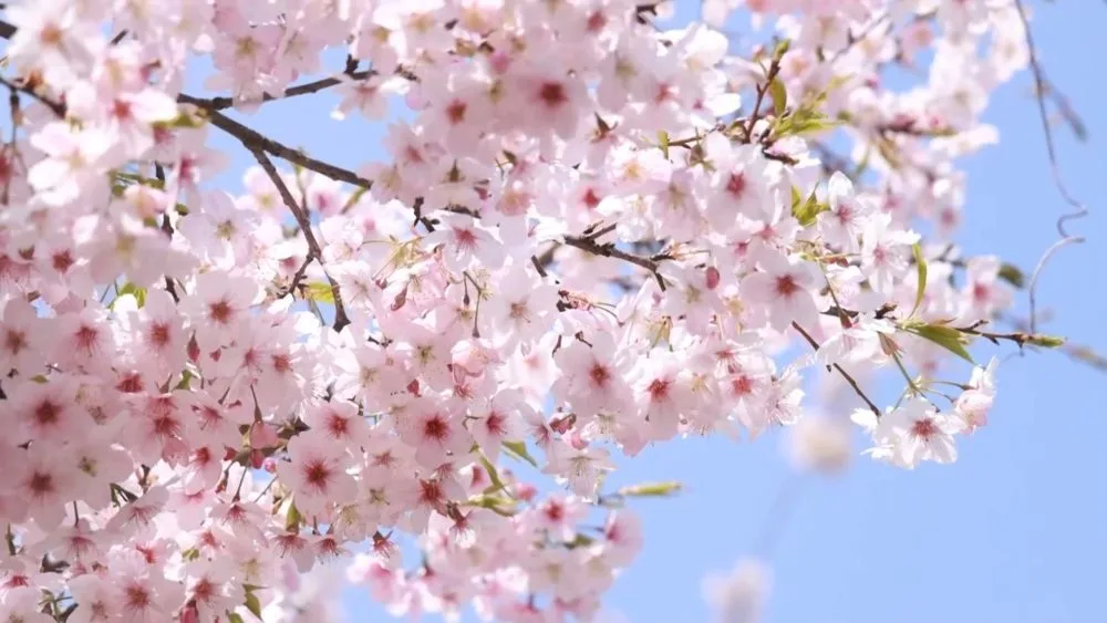 新华视点｜春潮涌动兴产业 多措并举促振兴