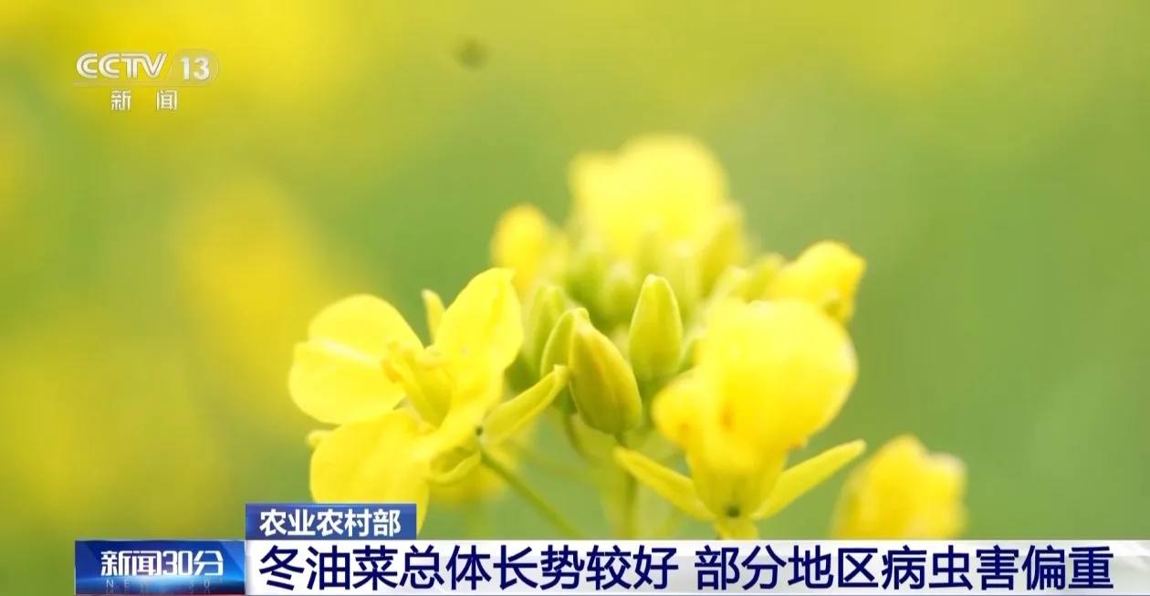 油菜花期打药如何兼顾保护蜜蜂？农业农村部回应