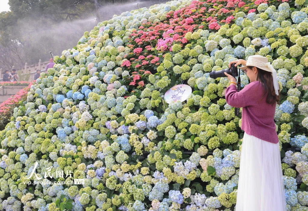 江苏苏州：畅游花海