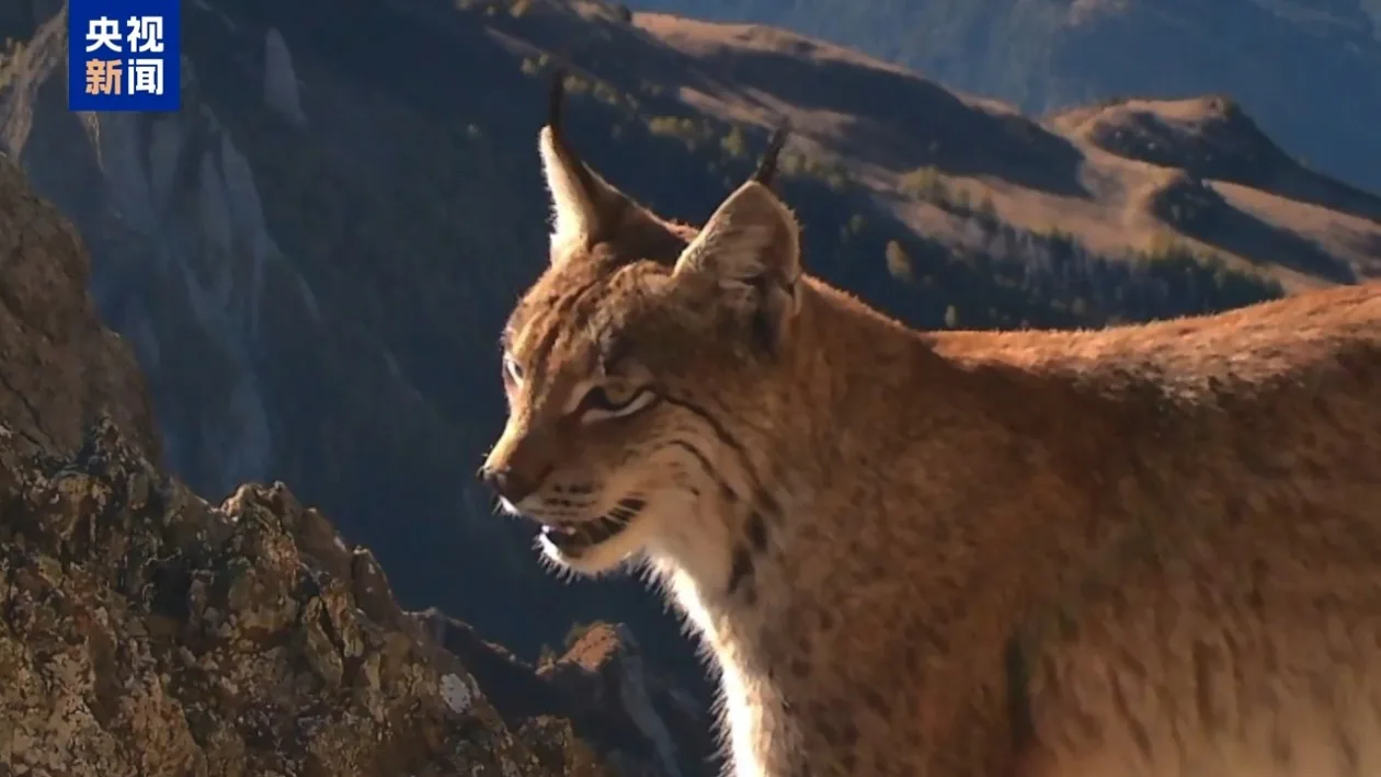 珍稀“猞猁”首现白马雪山！巴美保护地再添旗舰物种