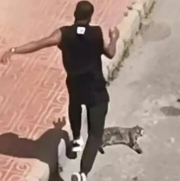 【欧浪】西班牙一男子当街踢死伴侣宠物猫，被判驱逐出境5年