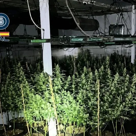 【欧浪】USERA区被剥削工人报警牵出大麻种植场，5人被捕